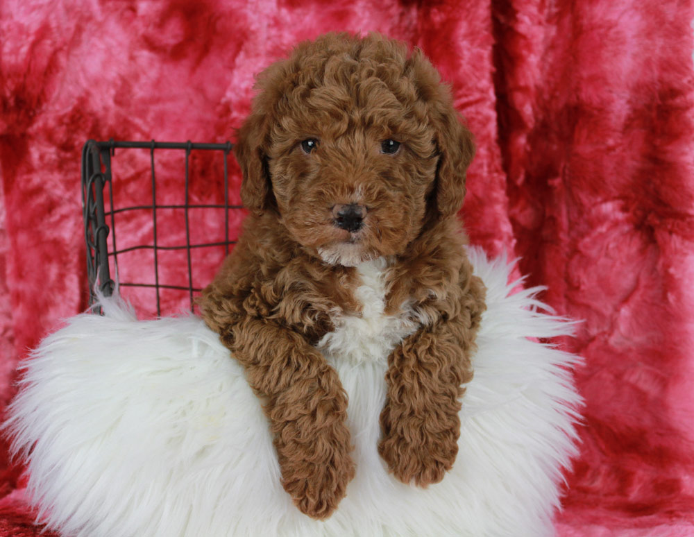 Best Bel Air North Mini Labradoodle pups for sale.